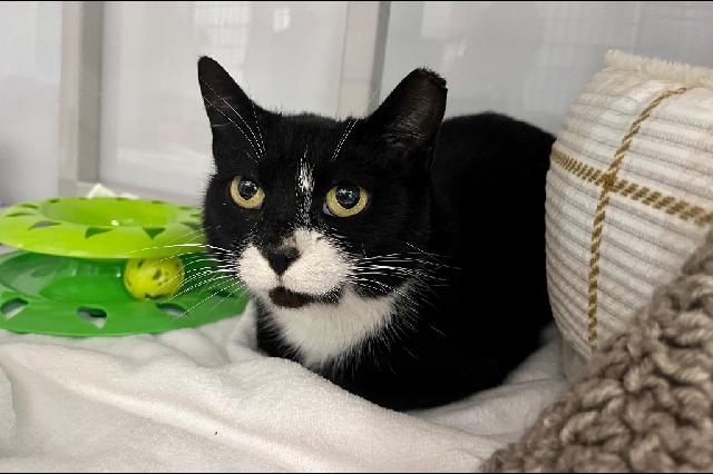 My name at SAFE Haven was Hessian and I was adopted!