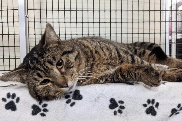 My name at SAFE Haven was Tom Nook and I was adopted!