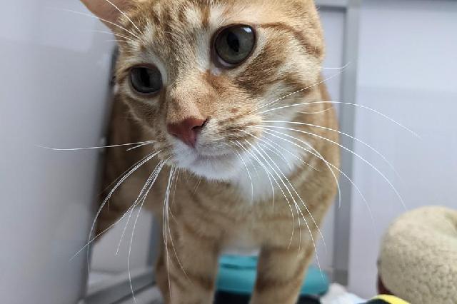My name at SAFE Haven was Monkey and I was adopted!