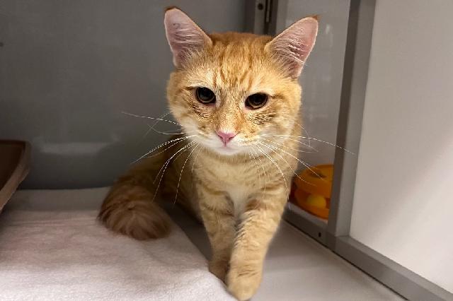 My name at SAFE Haven was Cheddar Bo Biscuit and I was adopted!