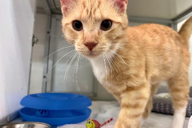 My name at SAFE Haven was Tsuga and I was adopted!