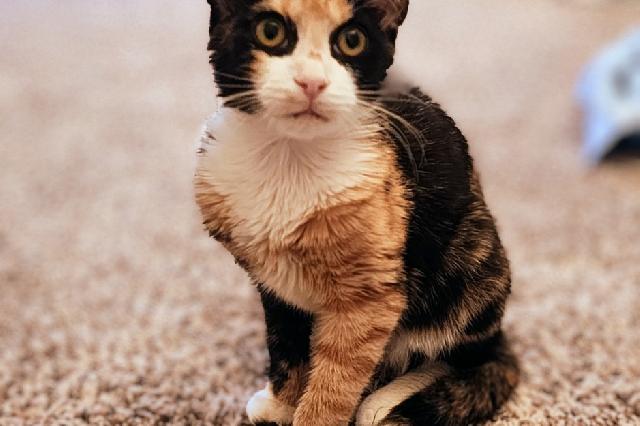 My name at SAFE Haven was Grenadine and I was adopted!