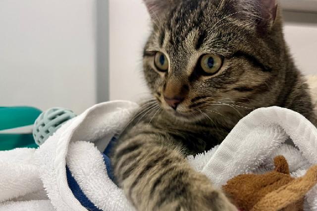My name at SAFE Haven was Foxglove and I was adopted!