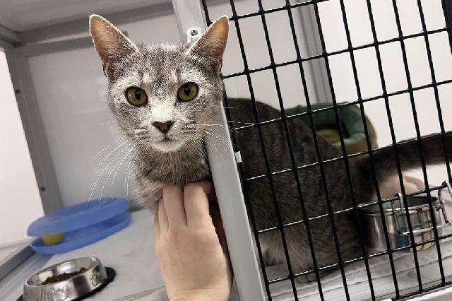 My name at SAFE Haven was Bluet and I was adopted!