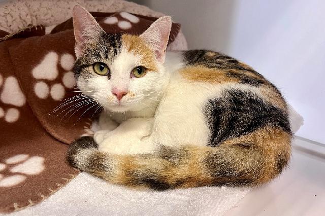 My name at SAFE Haven was Capilene and I was adopted!
