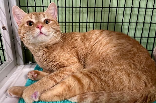 My name at SAFE Haven was Cara Cara and I was adopted!
