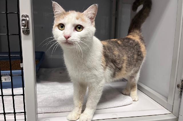 My name at SAFE Haven was Toile and I was adopted!