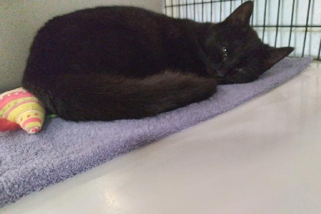 My name at SAFE Haven was Broderick and I was adopted!