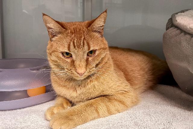 My name at SAFE Haven was Satsuma and I was adopted!