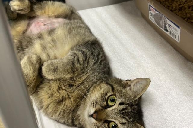My name at SAFE Haven was Cutie Pie and I was adopted!
