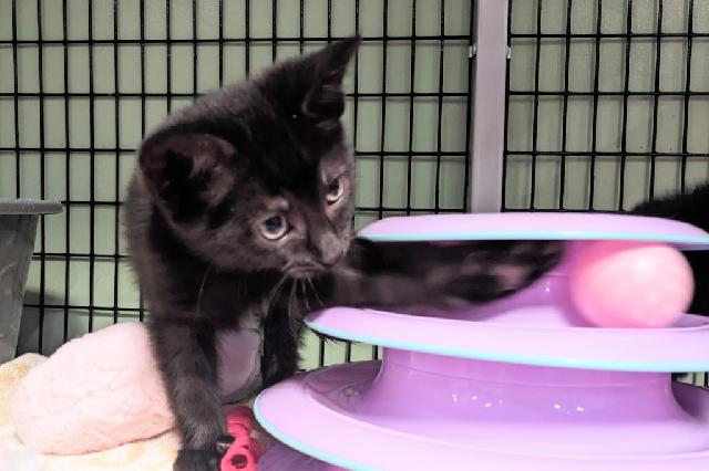 My name at SAFE Haven was Krim and I was adopted!