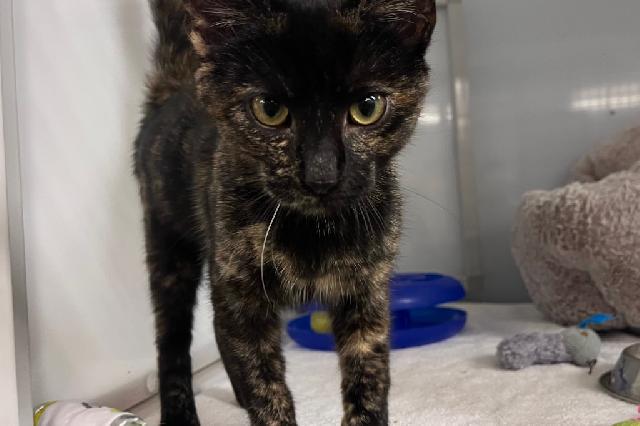 My name at SAFE Haven was Olive Betsy and I was adopted!