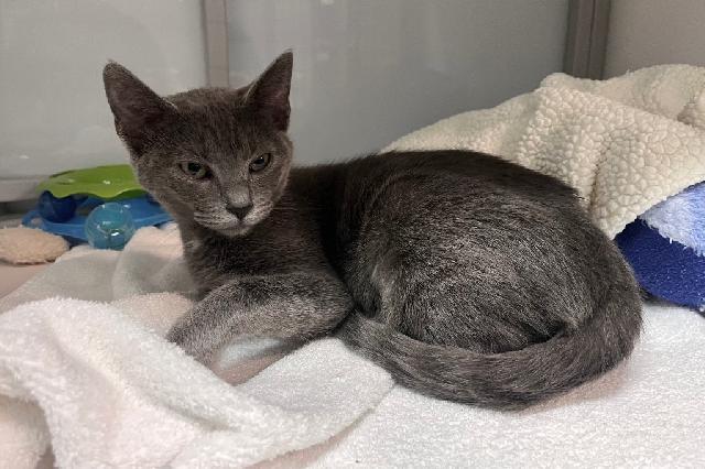 My name at SAFE Haven was Clove Betsy and I was adopted!