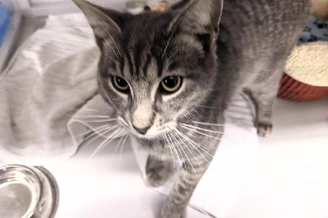 My name at SAFE Haven was Mr. Biz and I was adopted!