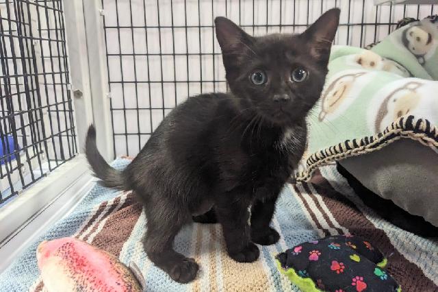 My name at SAFE Haven was Campari and I was adopted!