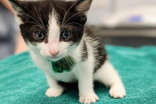 My name at SAFE Haven was Brandywine and I was adopted!
