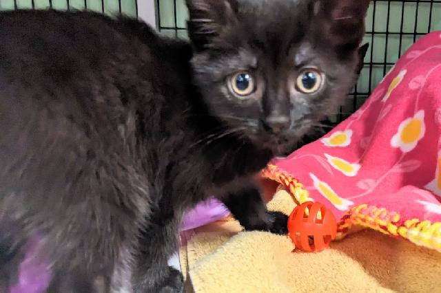 My name at SAFE Haven was Alicante and I was adopted!