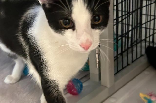 My name is Marmande and I am ready for adoption. Learn more about me!