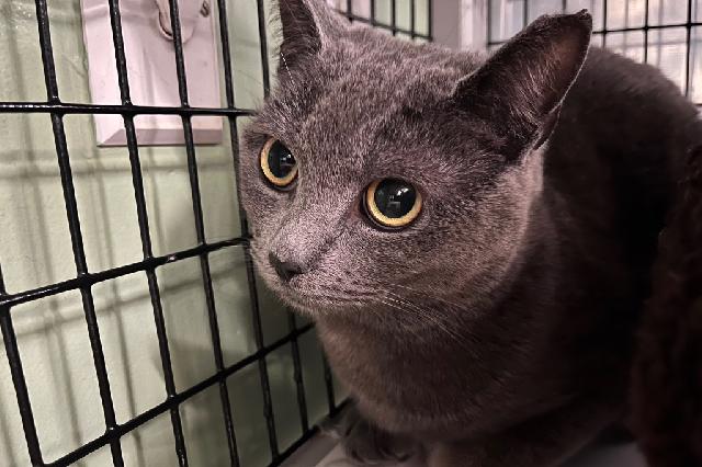 My name at SAFE Haven was Halesia and I was adopted!