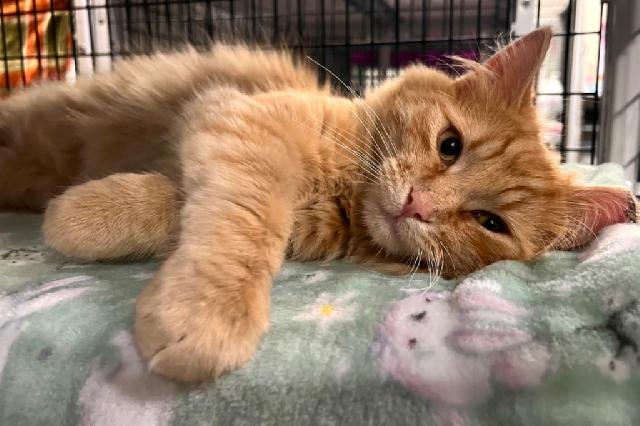 My name at SAFE Haven was Sagada and I was adopted!
