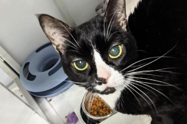 My name at SAFE Haven was Stokesia and I was adopted!