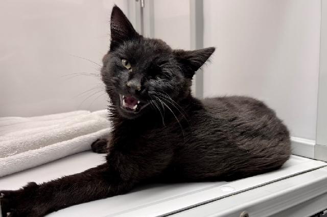 My name at SAFE Haven was Fiddlehead and I was adopted!