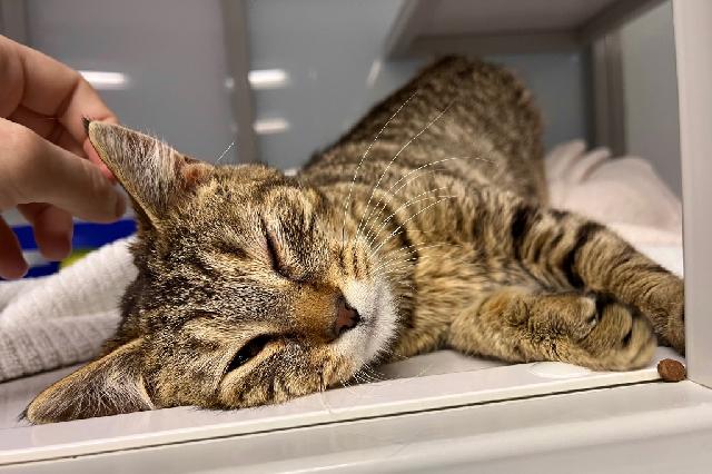 My name at SAFE Haven was Mistflower and I was adopted!