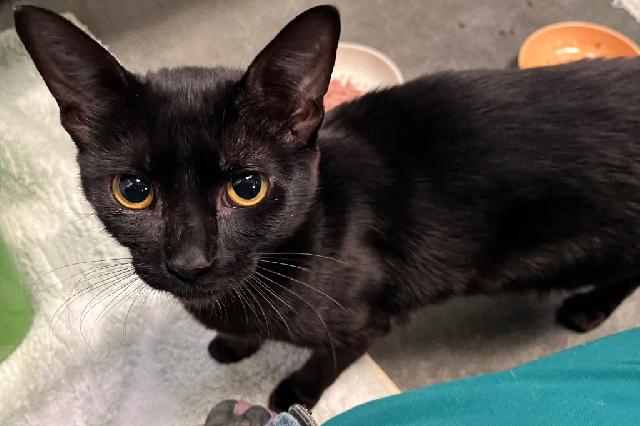 My name is Boston Kreme and I am ready for adoption. Learn more about me!