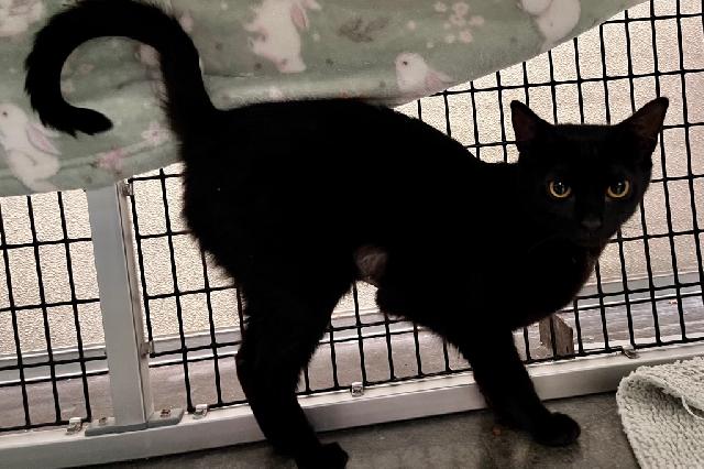 My name is Bavarian Kreme and I am ready for adoption. Learn more about me!