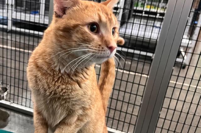 My name at SAFE Haven was Meatball Sub and I was adopted!