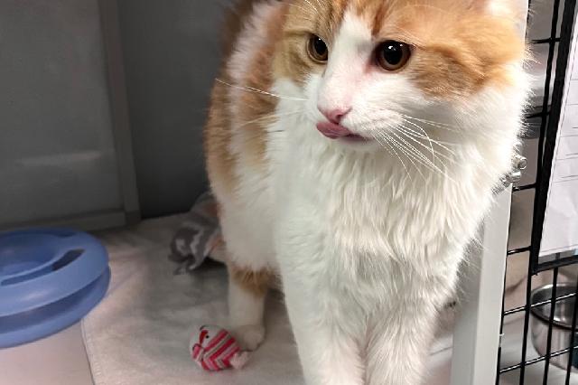 My name at SAFE Haven was Sunkist and I was adopted!