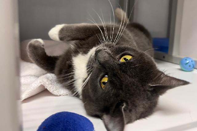 My name is Rumble Strip and I am ready for adoption. Learn more about me!