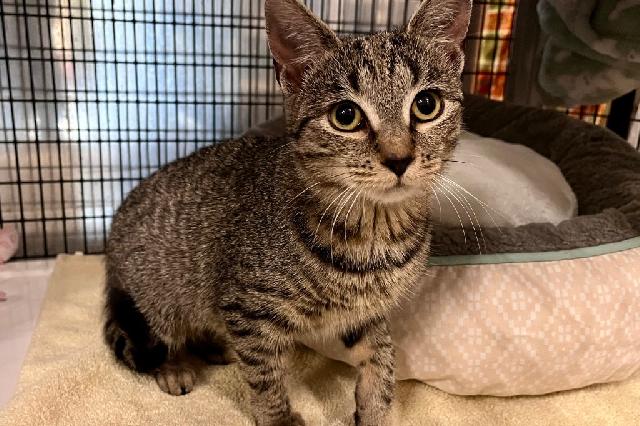 My name at SAFE Haven was Capello and I was adopted!