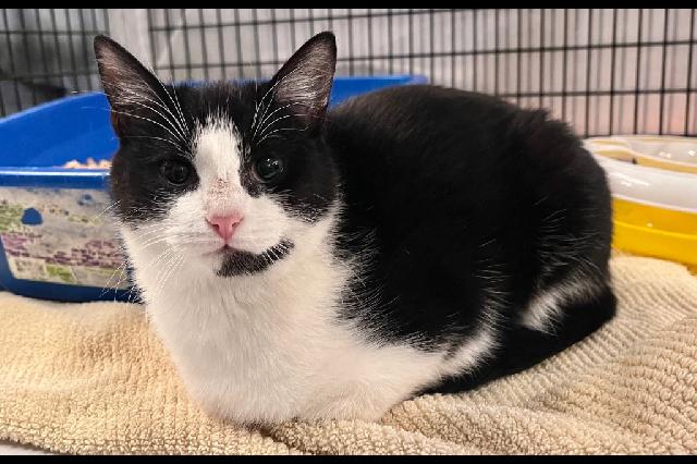 My name is Magpie and I am ready for adoption. Learn more about me!