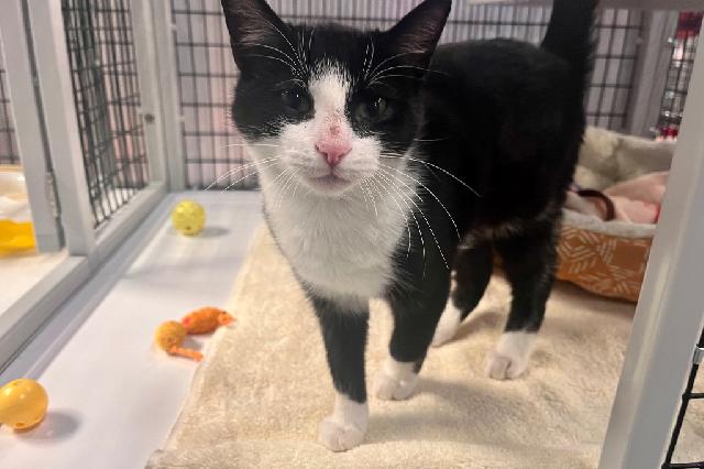 My name at SAFE Haven was Lapwing and I was adopted!