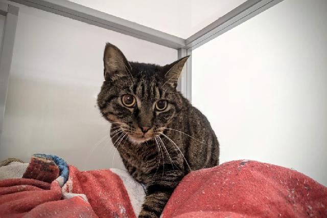 My name at SAFE Haven was Olliver Banks and I was adopted!