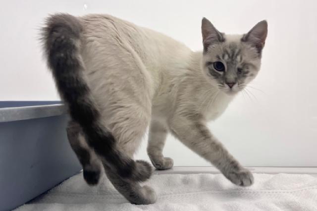 My name at SAFE Haven was Winky Lux and I was adopted!