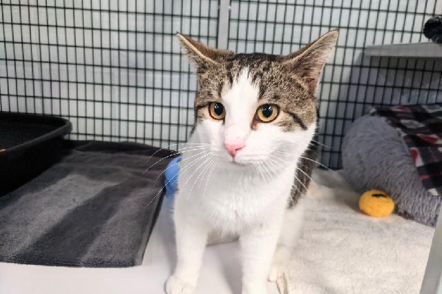 My name at SAFE Haven was Pastrami and I was adopted!