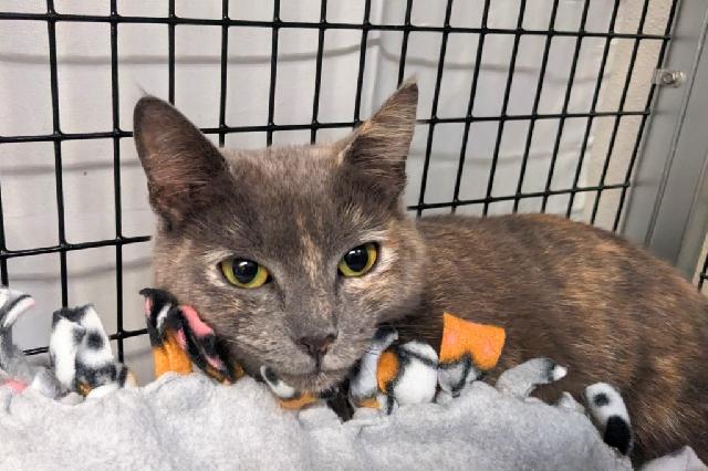 My name is Floppy Disc and I am ready for adoption. Learn more about me!