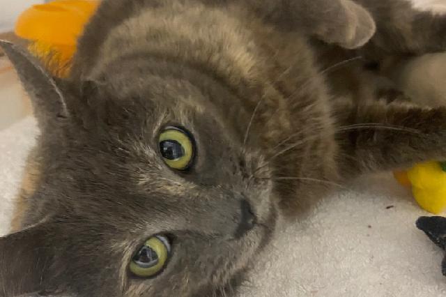 My name is Esther and I am ready for adoption. Learn more about me!