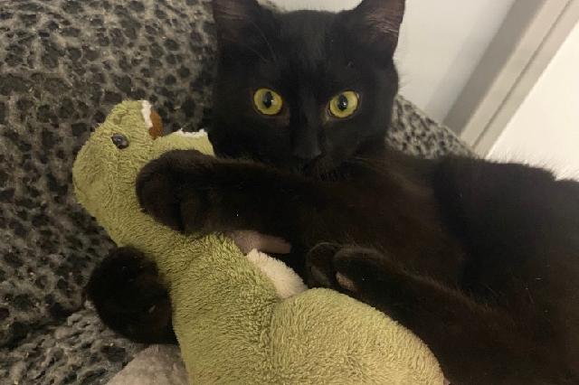 My name at SAFE Haven was Pdf and I was adopted!