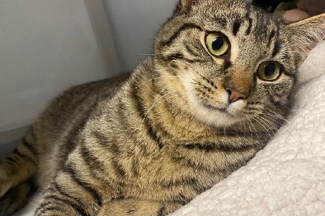 My name at SAFE Haven was Jpeg and I was adopted!