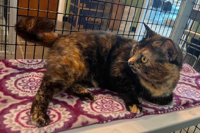 My name at SAFE Haven was Cinnamon Raisin and I was adopted!