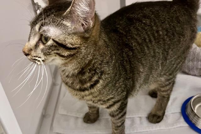 My name is Epona and I am ready for adoption. Learn more about me!
