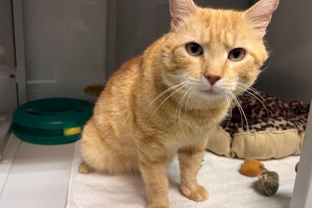 My name is Azland and I am ready for adoption. Learn more about me!