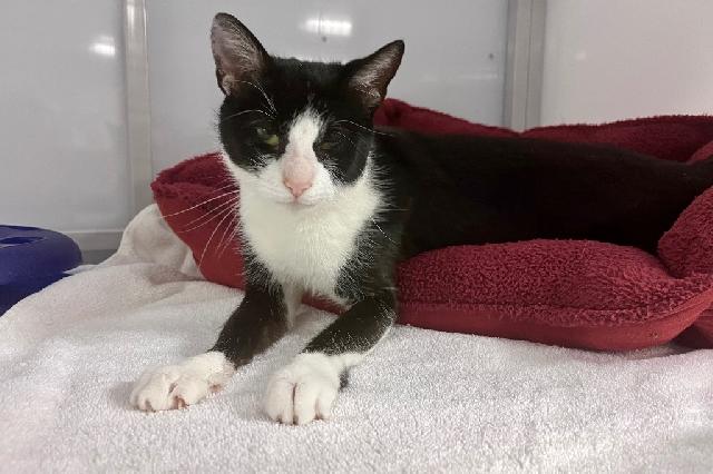 My name is Mitzi and I am ready for adoption. Learn more about me!