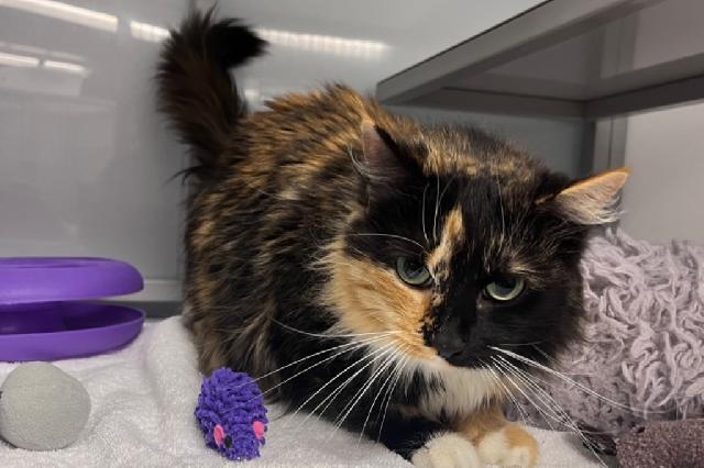 My name is Davalia and I am ready for adoption. Learn more about me!