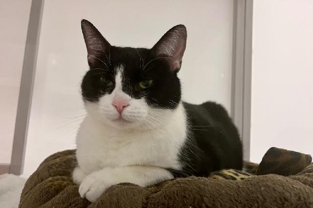 My name is Abelia and I am ready for adoption. Learn more about me!
