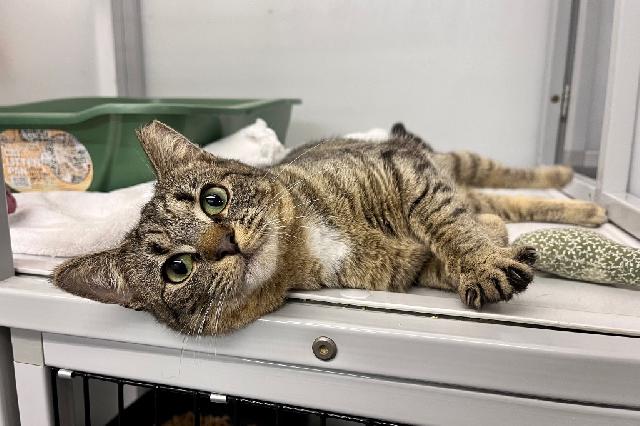 My name is Bao Bun and I am ready for adoption. Learn more about me!
