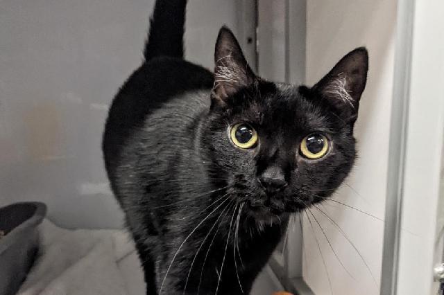 My name is Piri Piri and I am ready for adoption. Learn more about me!